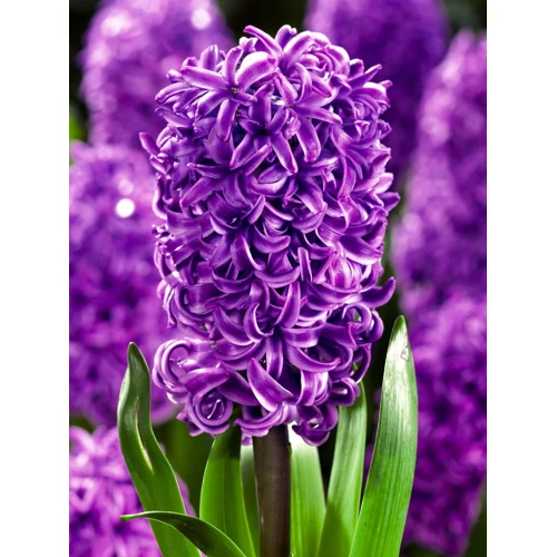 Allium Purple Sensation 